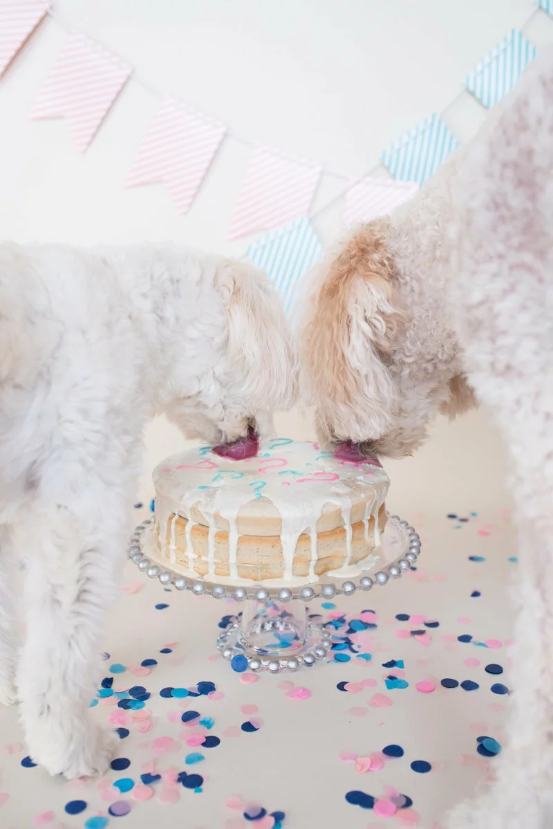 Goldendoodle Gender Reveal