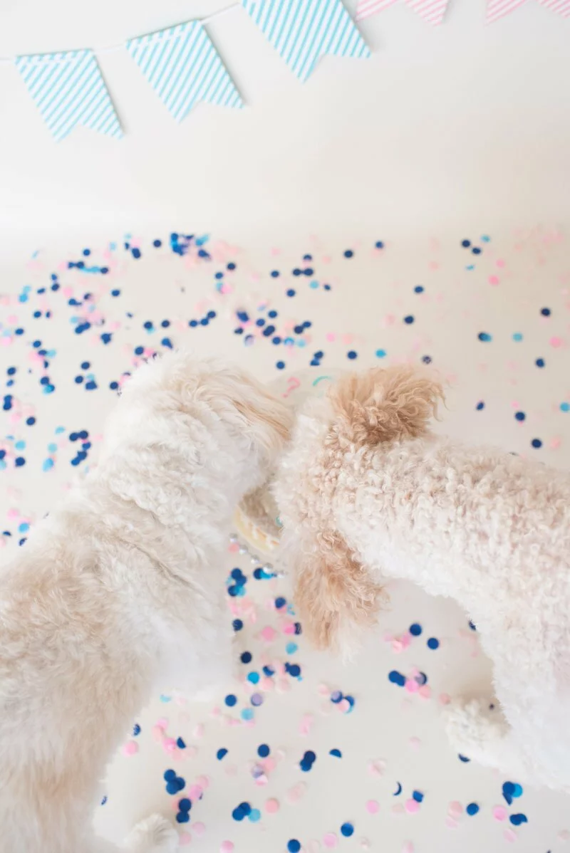 Goldendoodle Gender Reveal