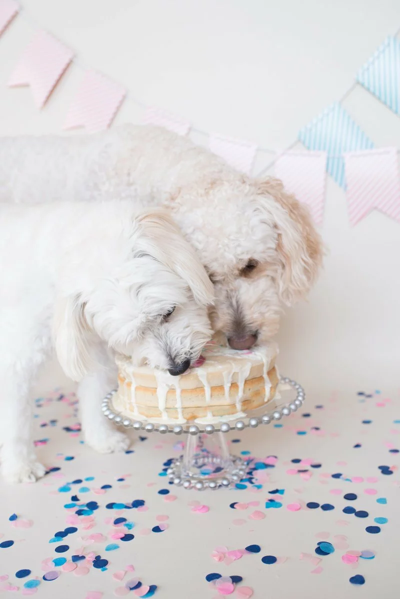 Goldendoodle Gender Reveal