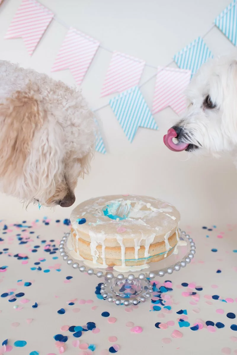 Goldendoodle Gender Reveal