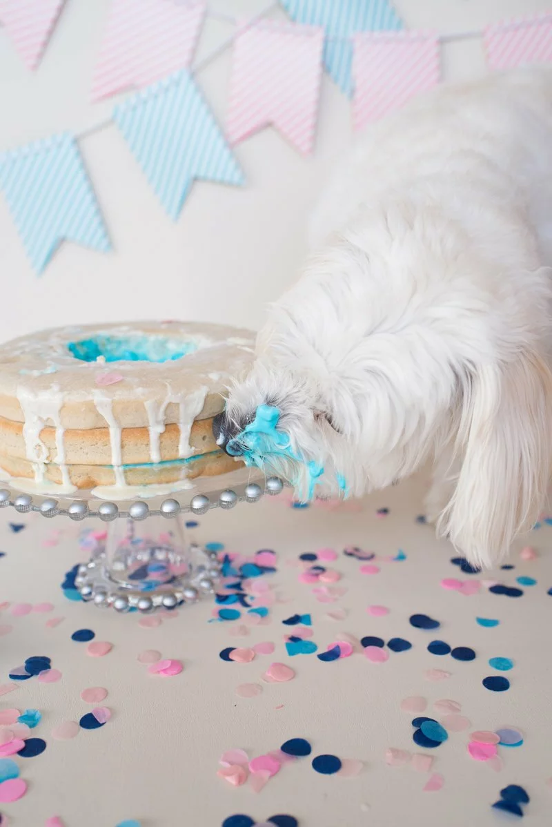 Goldendoodle Gender Reveal