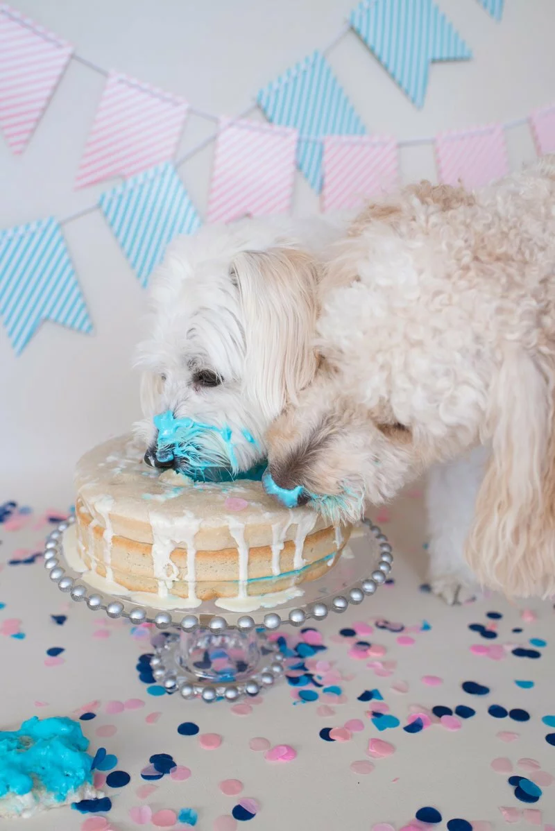 Dog Eats Gender Reveal Cake