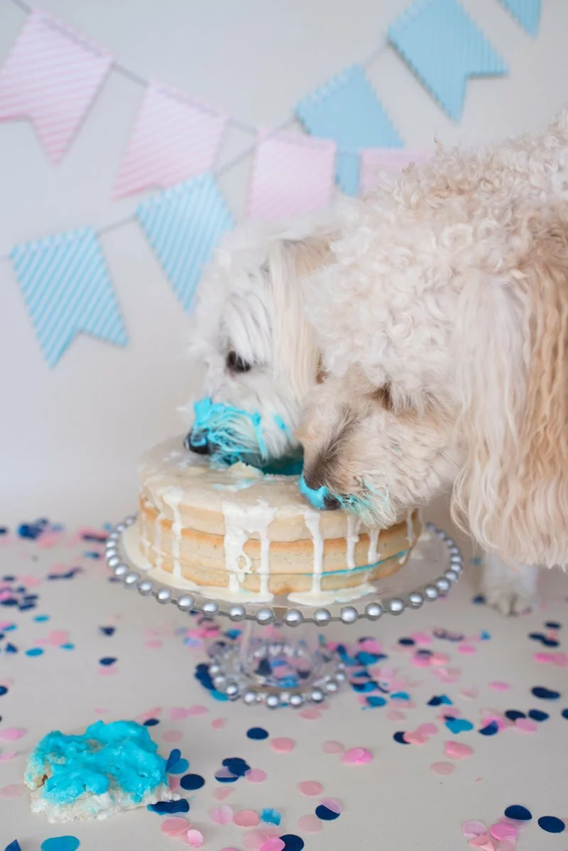 Goldendoodle Gender Reveal