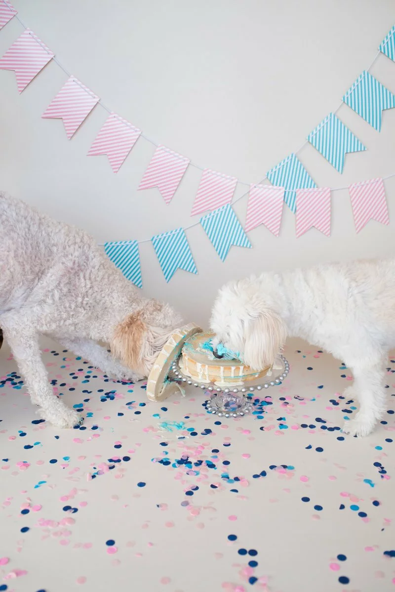 Goldendoodle Gender Reveal