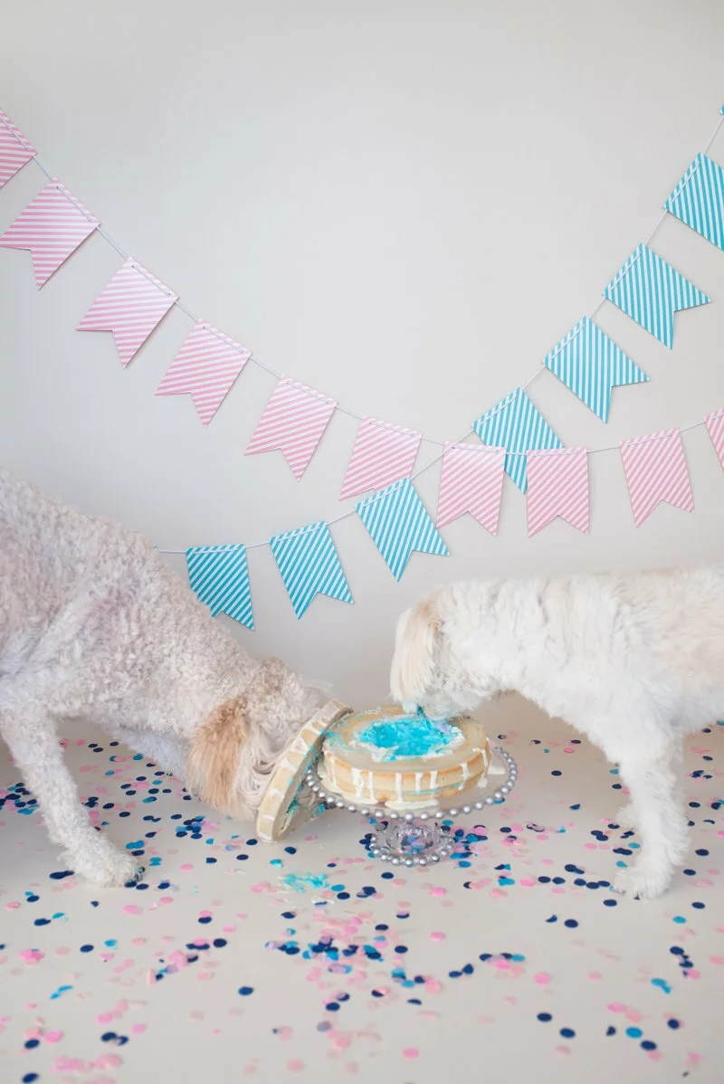 Goldendoodle Gender Reveal