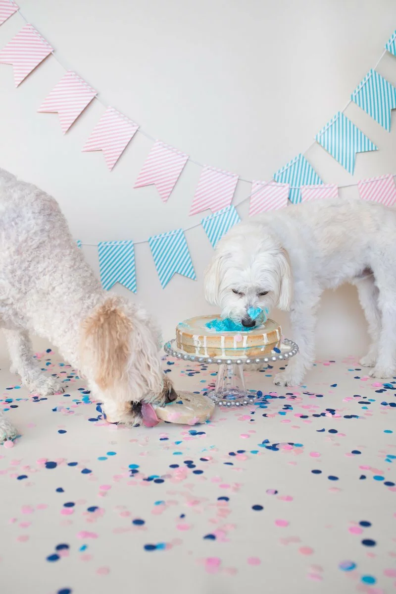 Goldendoodle Gender Reveal