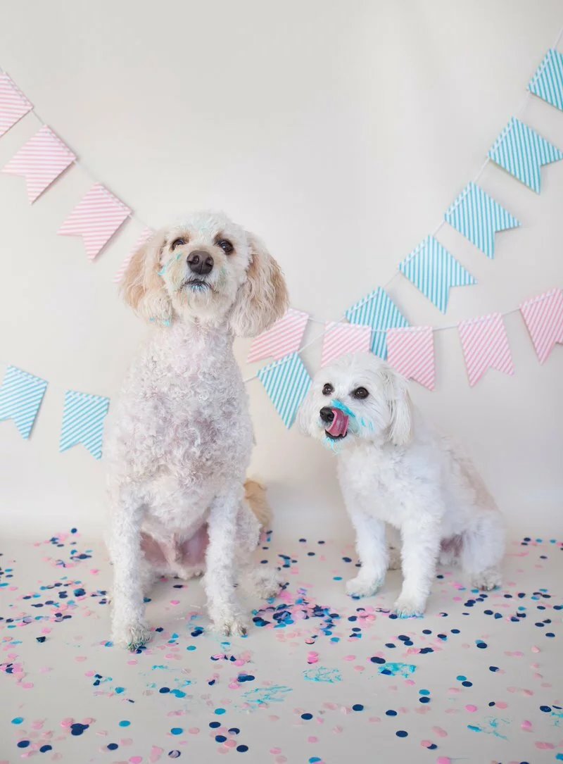 Goldendoodle Gender Reveal